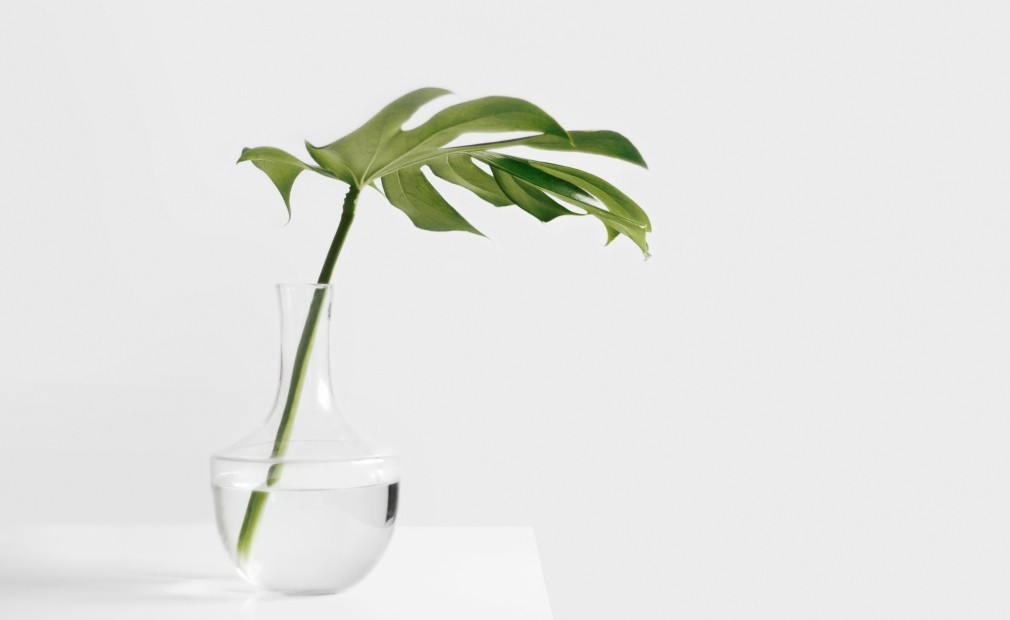 A fresh green leaf in a glass vase